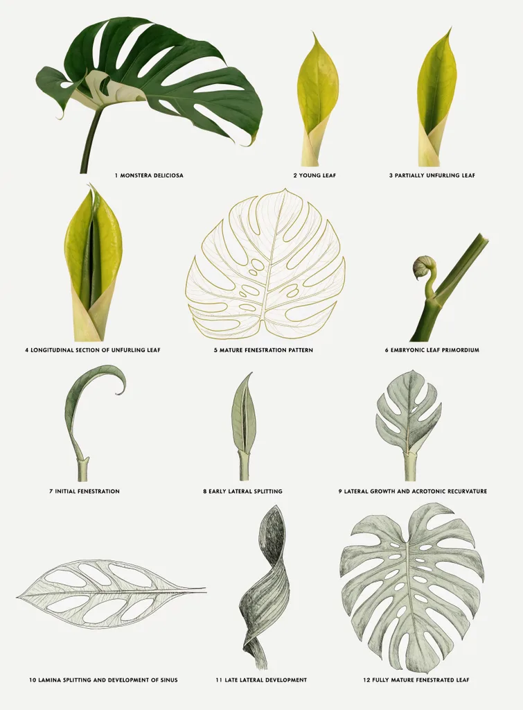 Scientific botanical illustration plate of a monstera plant