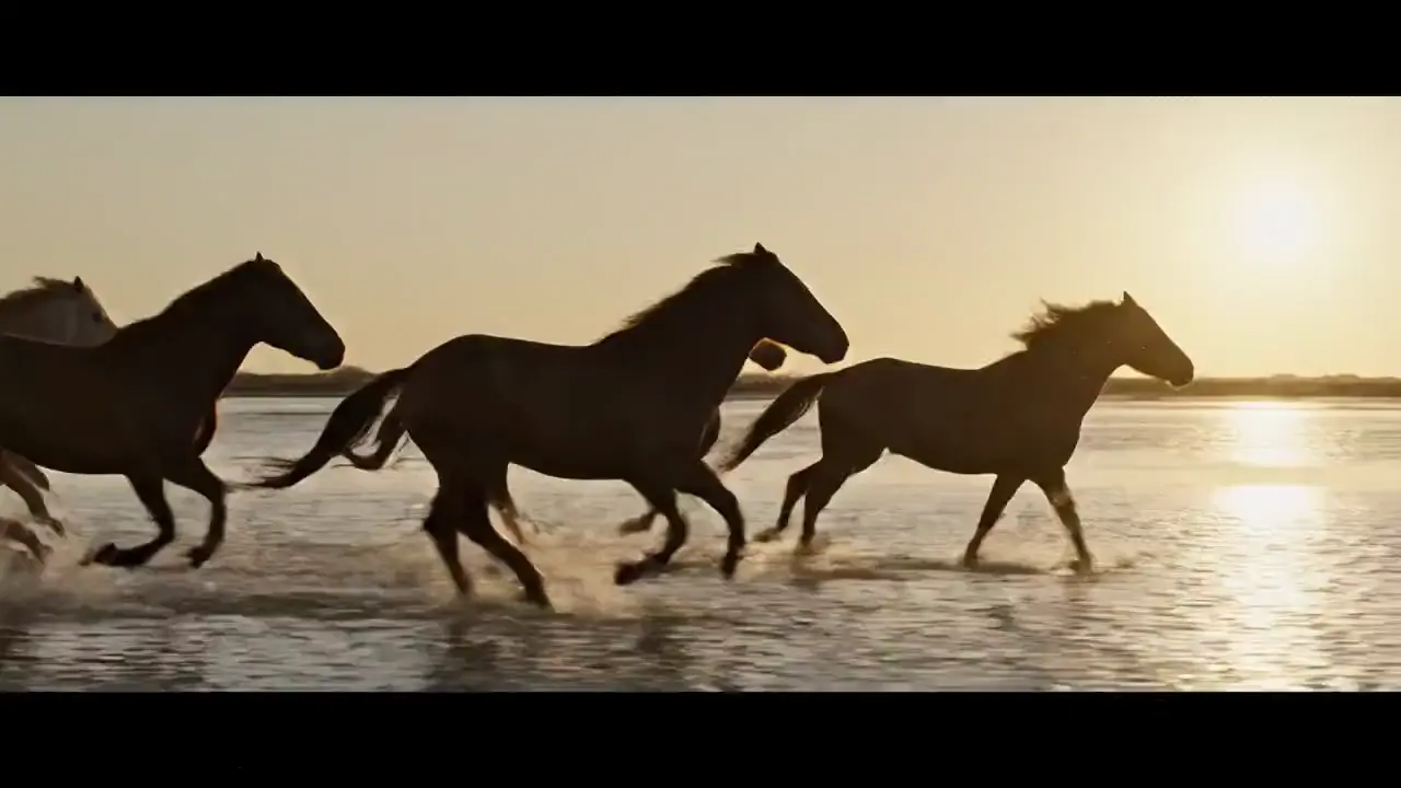 Wild horses galloping through shallow tidal flats at sunset